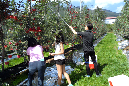 사과 수확체험 사진