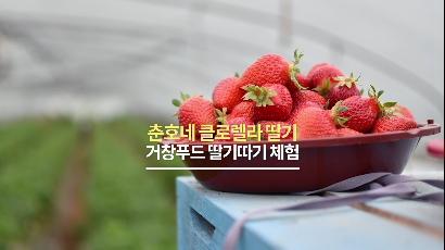 거창푸드센터 '춘호네 클로렐라 딸기따기체험'
