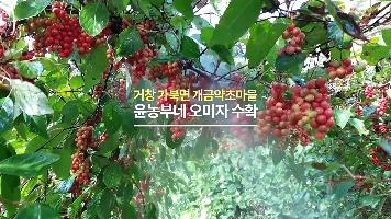  윤농부네 오미자수확 인터뷰