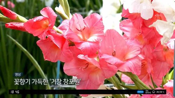 LG헬로 뉴스경남_ (영상) 꽃향기 가득한 거창창포원
