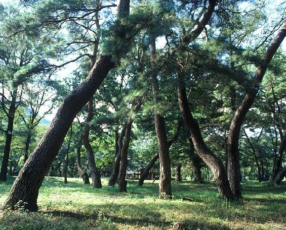 갈계숲